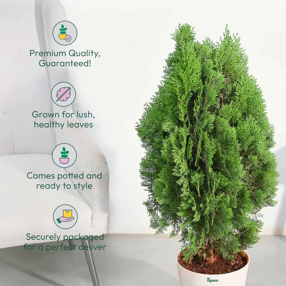 Thuja Plant - XL