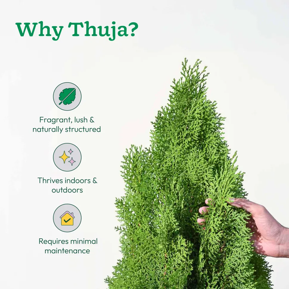 Thuja Plant - XL