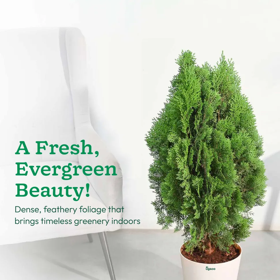 Thuja Plant - XL