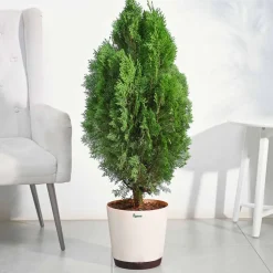 Thuja Plant - XL