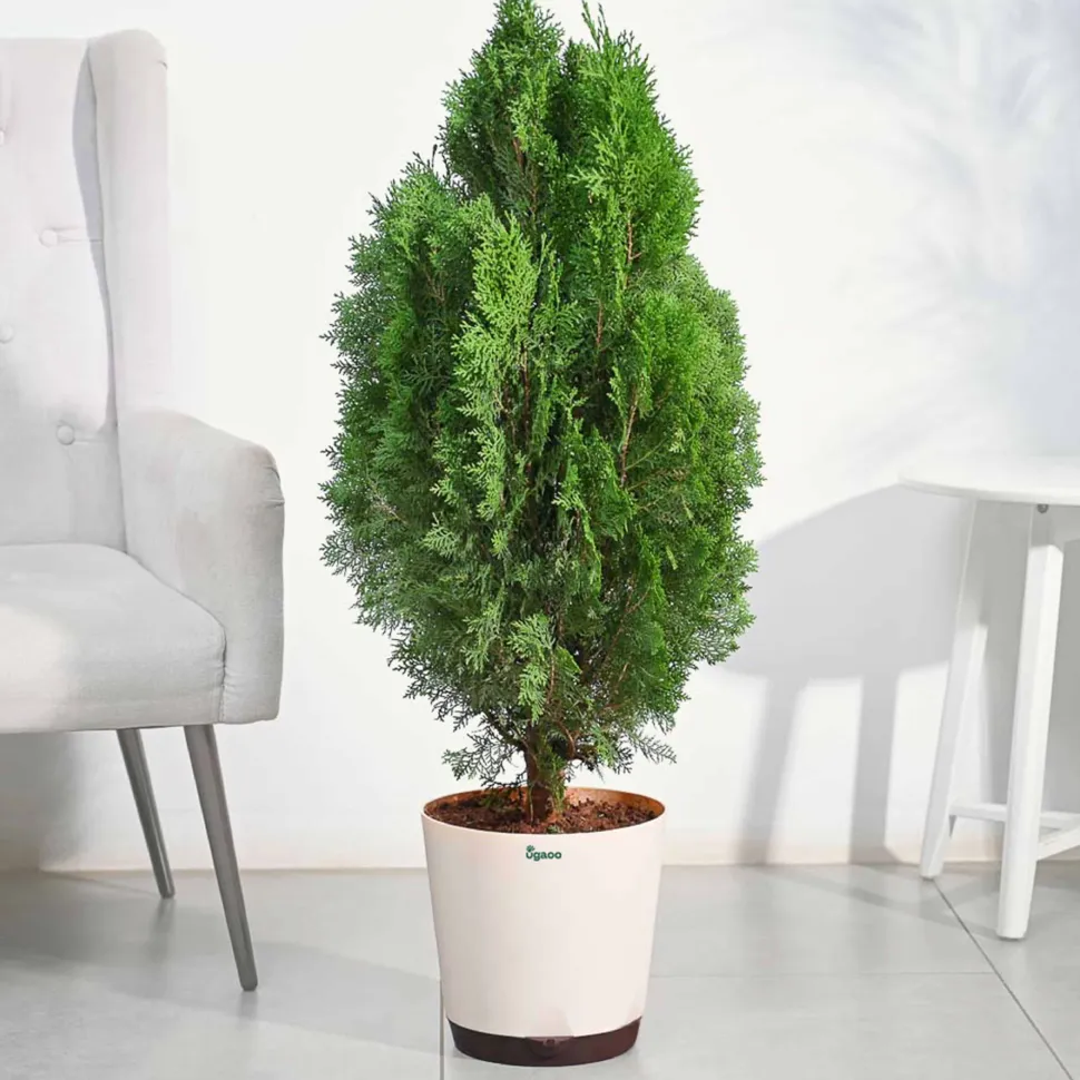 Thuja Plant - XL
