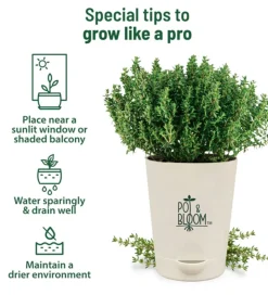 Thyme Grow Kit
