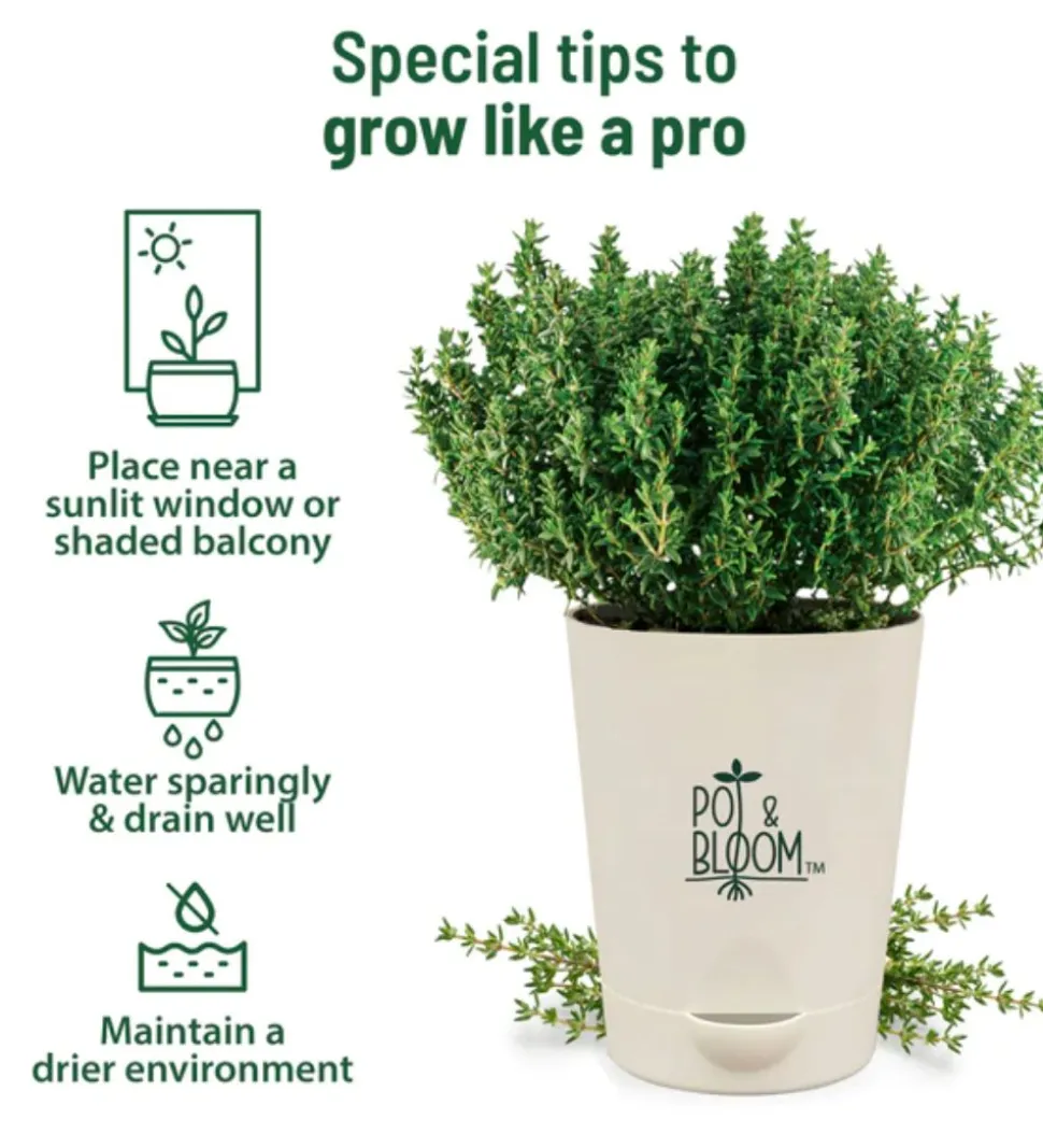 Thyme Grow Kit