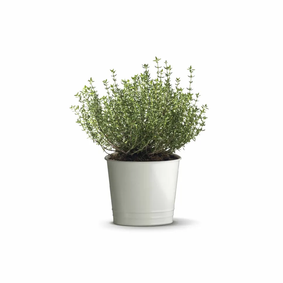 Thyme Seeds