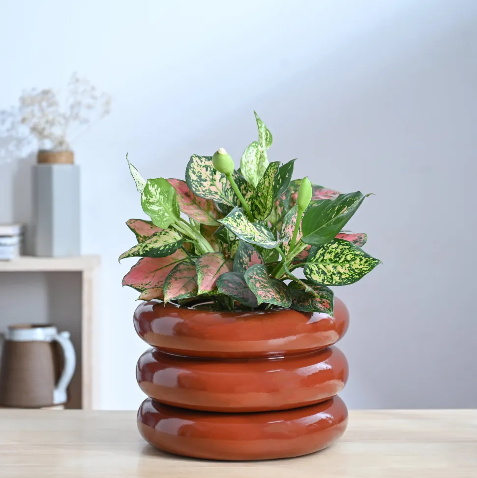 Tiny Kisses Ceramic Planter