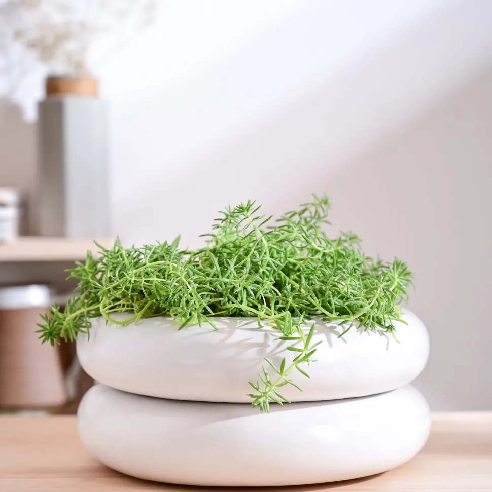 Tiny Kisses Ceramic Planter