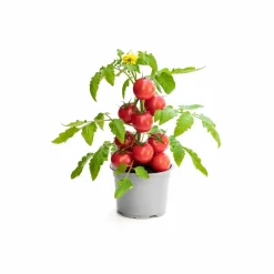 Tomato Seeds