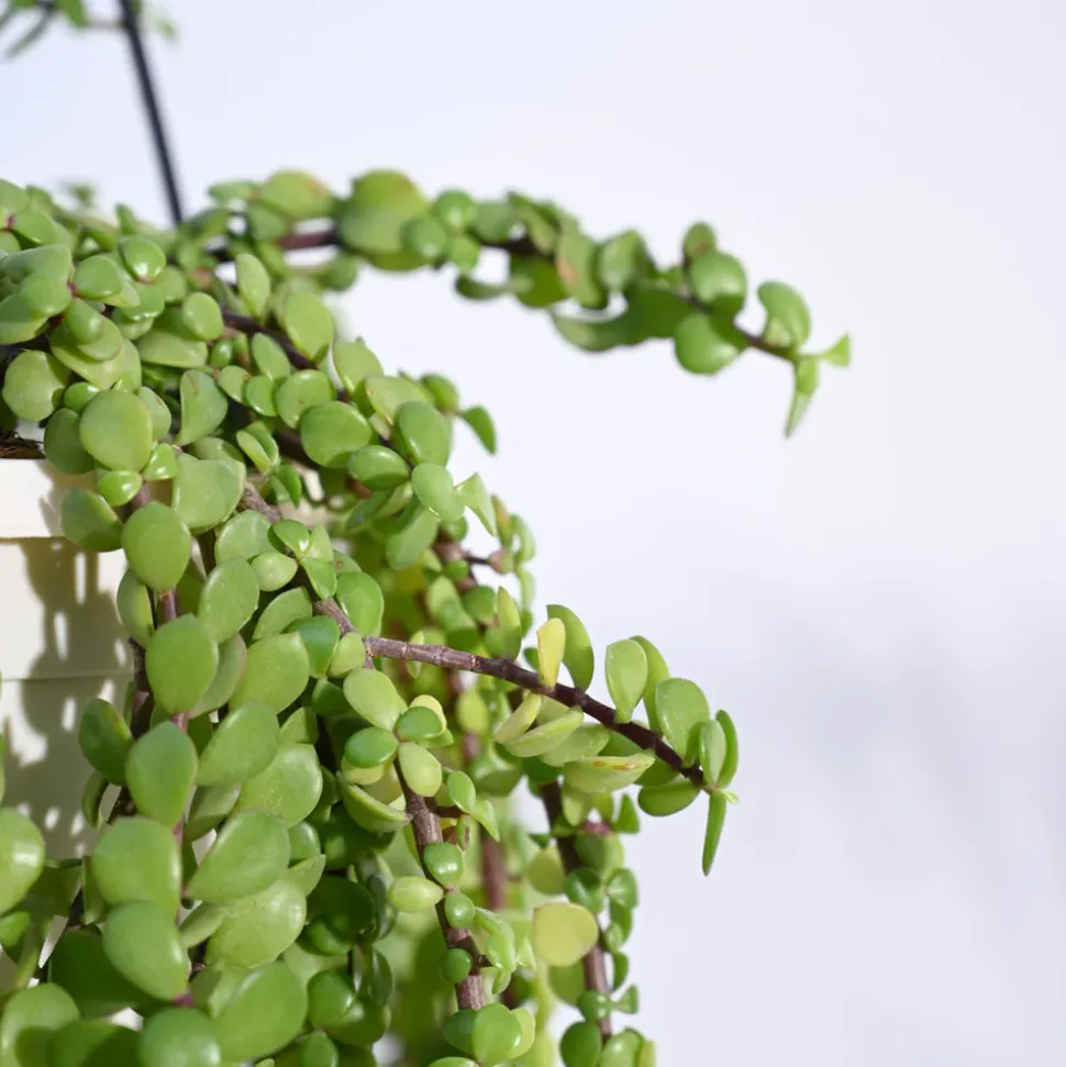 Trailing Jade(Weeping Jade) With Hanging Pot