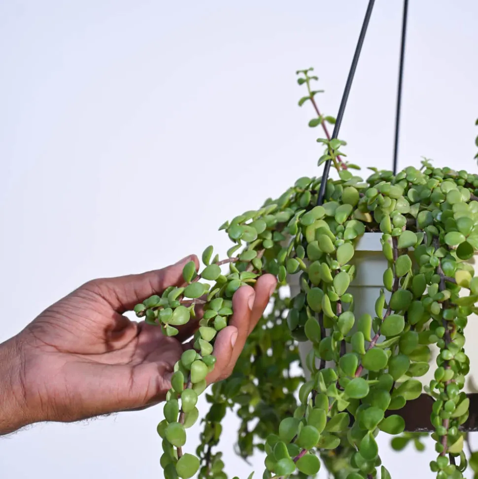 Trailing Jade(Weeping Jade) With Hanging Pot