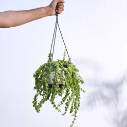 Trailing Jade(Weeping Jade) With Hanging Pot