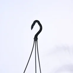 Trailing Jade(Weeping Jade) With Hanging Pot