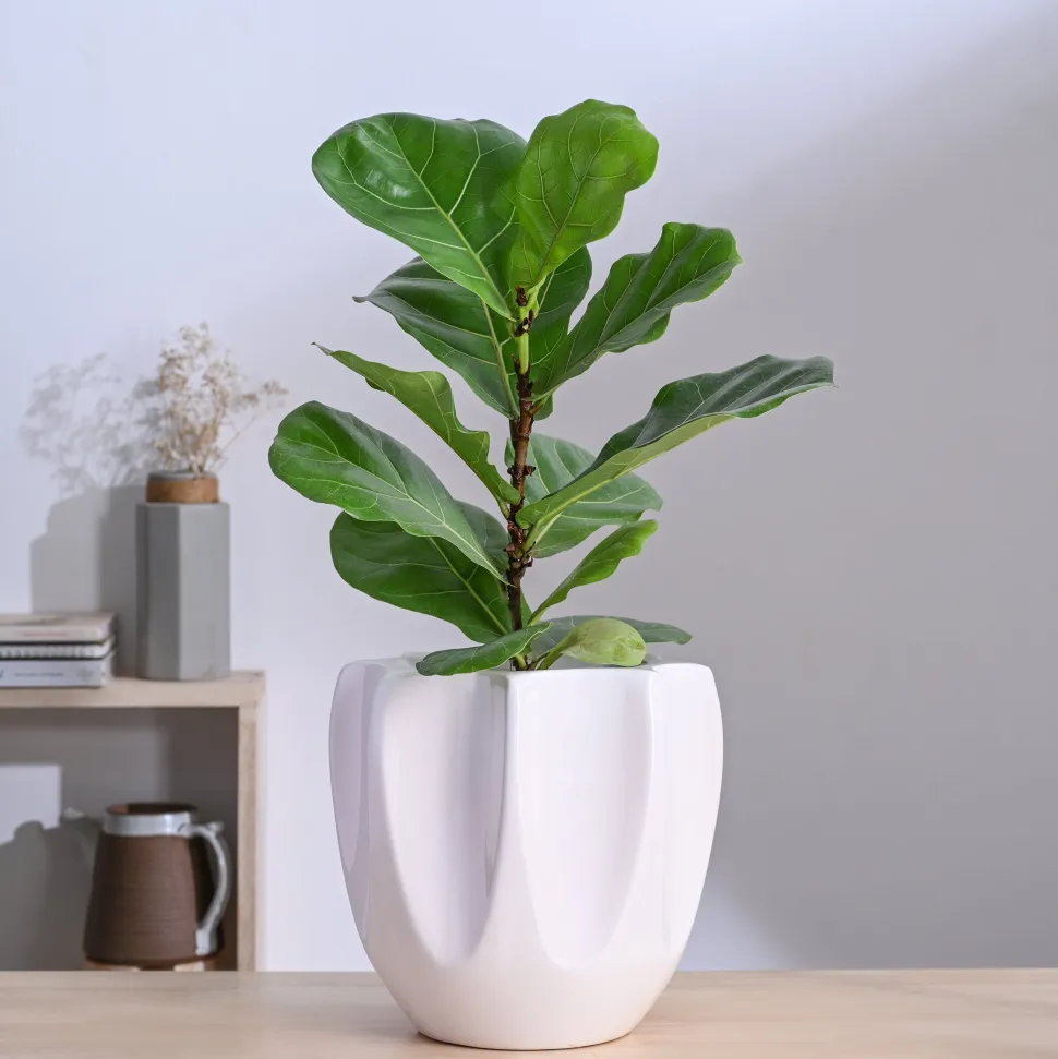 Tranquil Tales Ceramic Planter