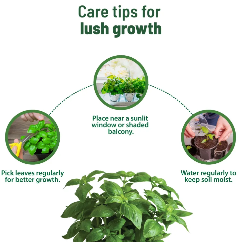 Treasures Basil Kit