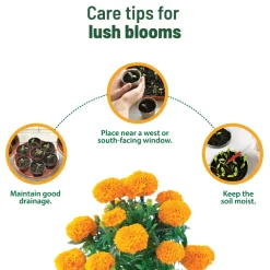 Treasures Marigold Kit