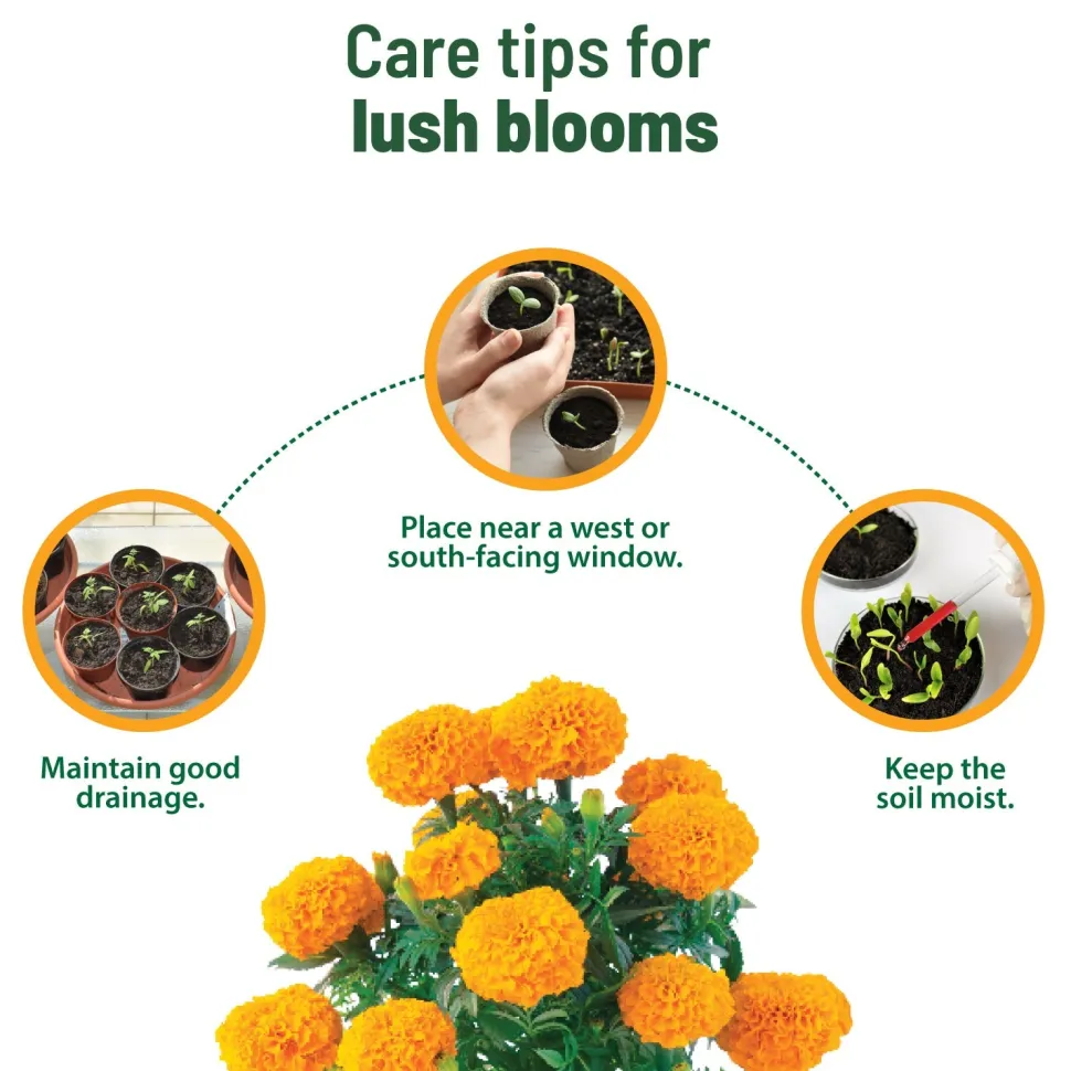 Treasures Marigold Kit
