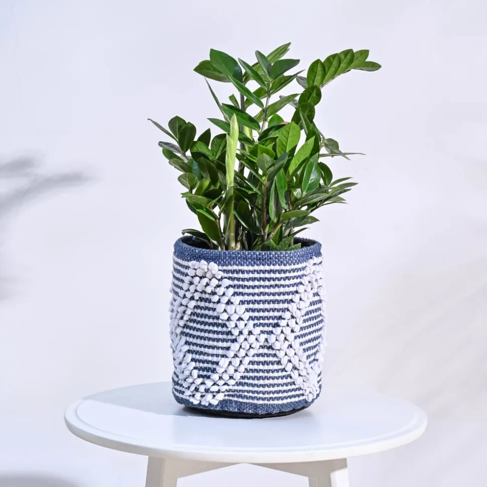 Trinket Cotton Planter