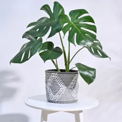Trinket Cotton Planter