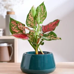 Tulip Fantasy Bowl Ceramic Planter