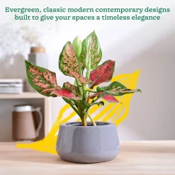 Tulip Fantasy Bowl Ceramic Planter