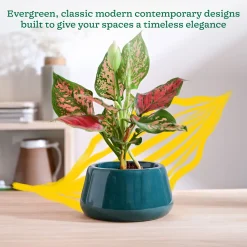Tulip Fantasy Bowl Ceramic Planter