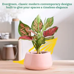 Tulip Fantasy Bowl Ceramic Planter