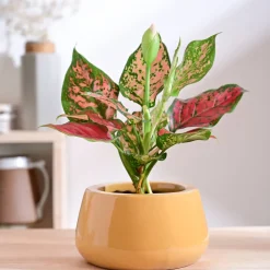 Tulip Fantasy Bowl Ceramic Planter
