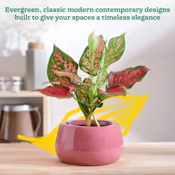 Tulip Fantasy Bowl Ceramic Planter