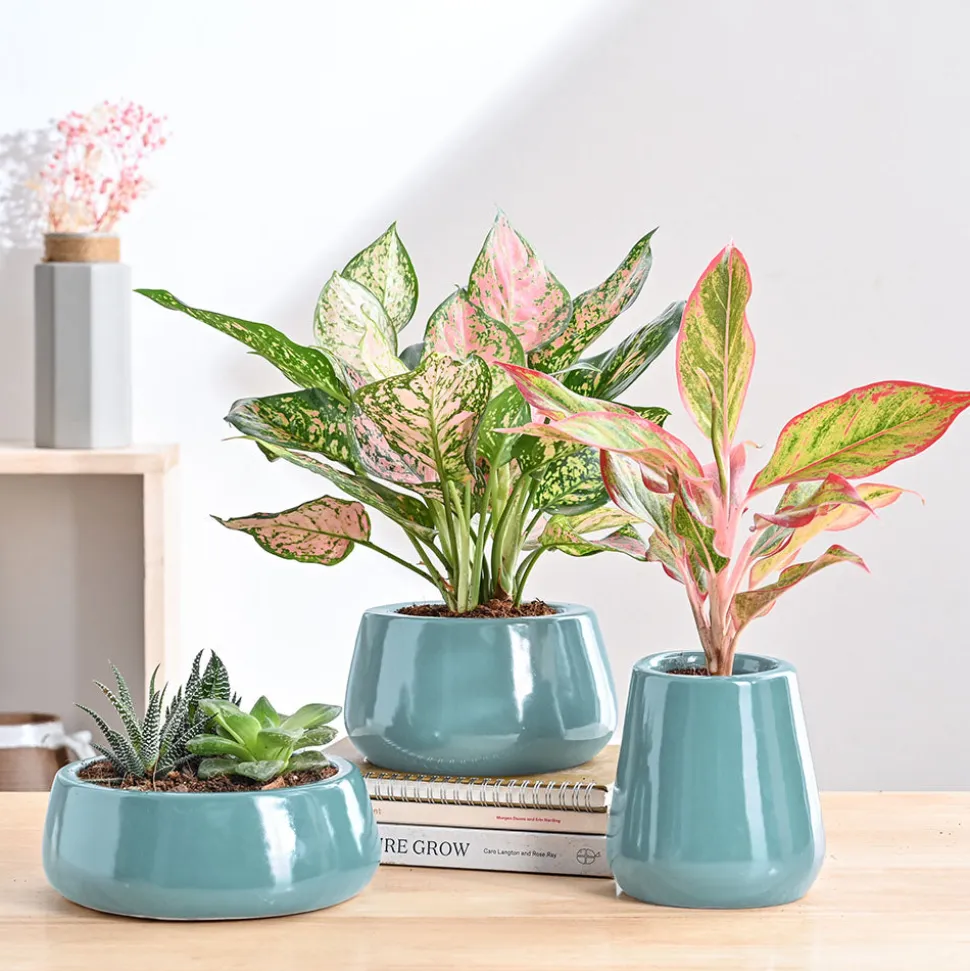 Tulip Fantasy Bundle - Aqua Green