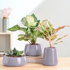Tulip Fantasy Bundle - Grey