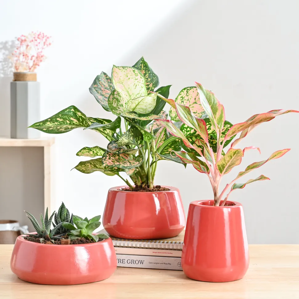 Tulip Fantasy Bundle - Light Red