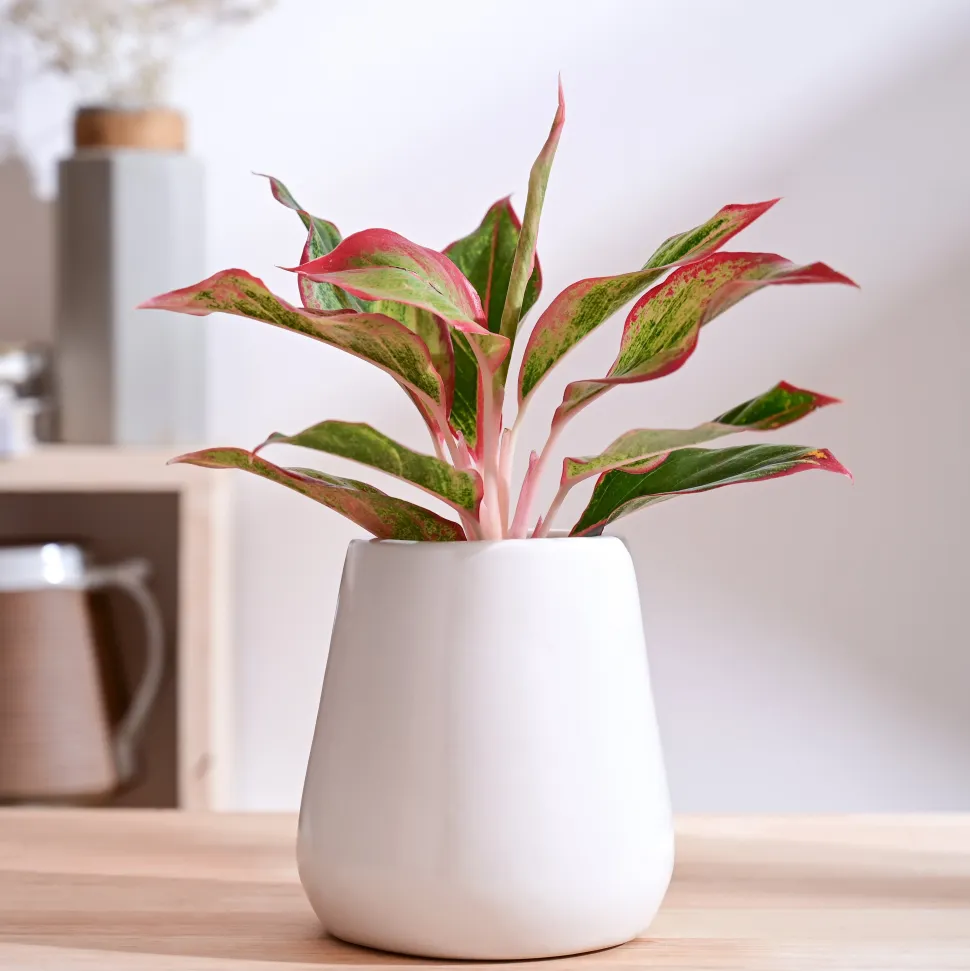 Tulip Fantasy Extra Small Ceramic Planter