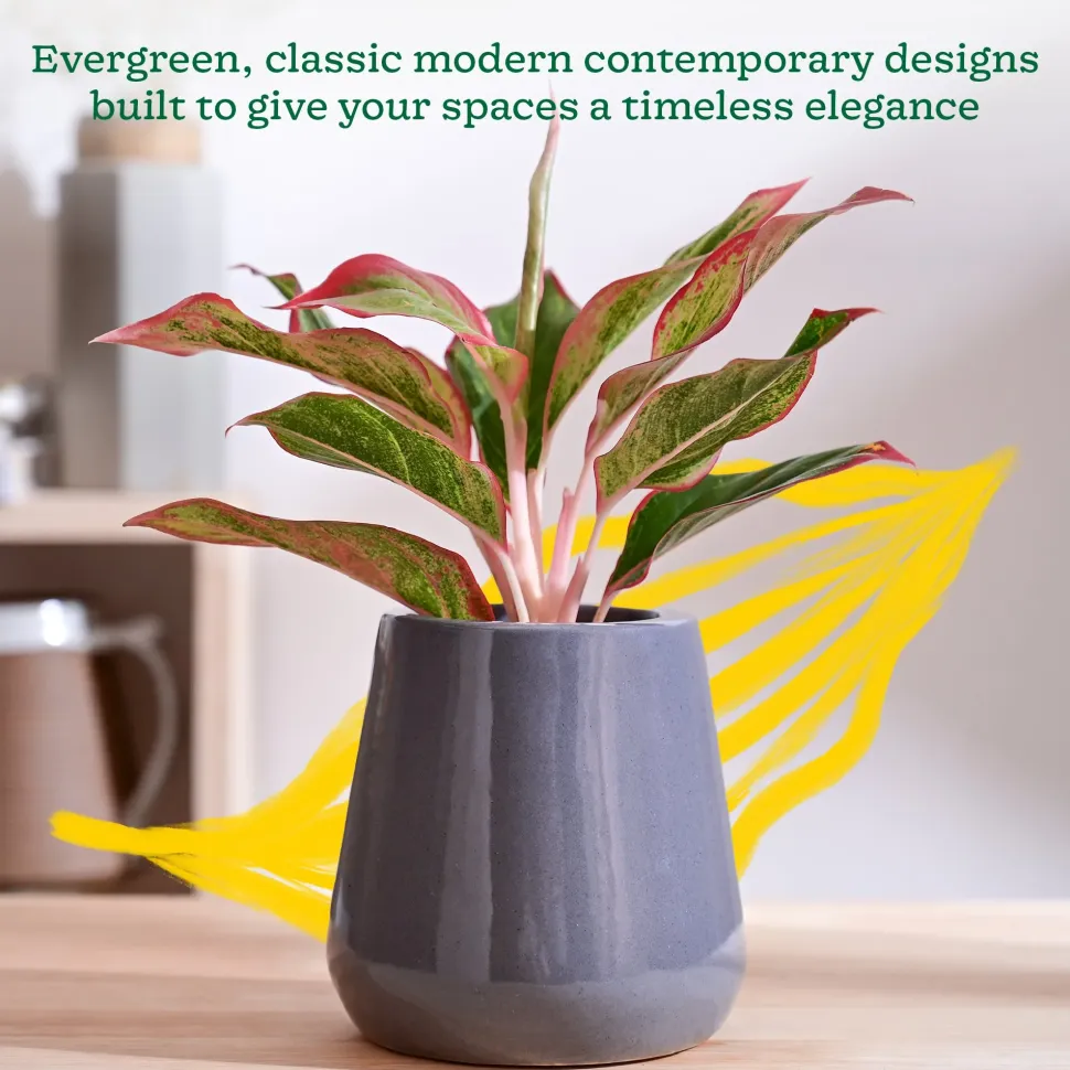 Tulip Fantasy Extra Small Ceramic Planter