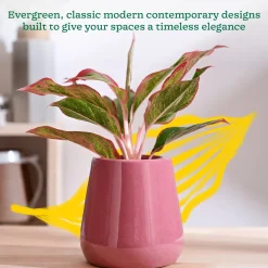 Tulip Fantasy Extra Small Ceramic Planter
