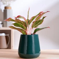 Tulip Fantasy Extra Small Ceramic Planter