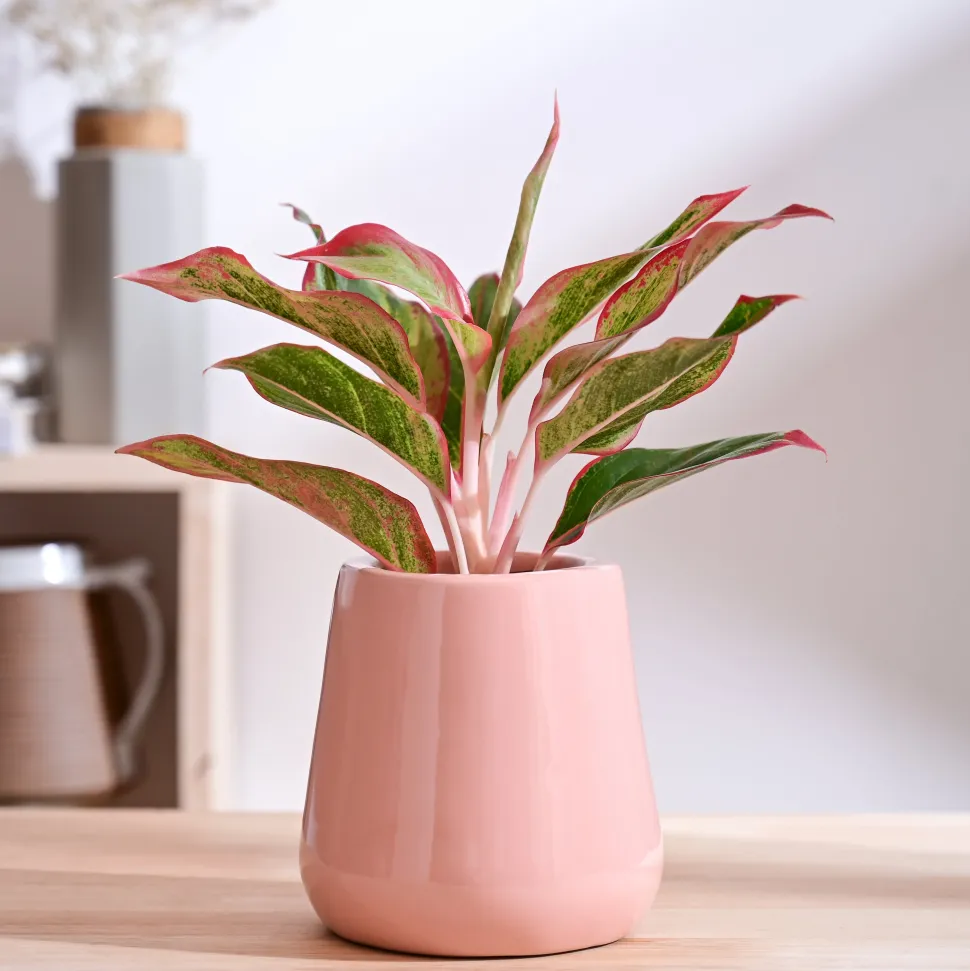 Tulip Fantasy Extra Small Ceramic Planter
