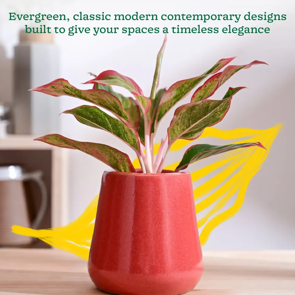 Tulip Fantasy Extra Small Ceramic Planter