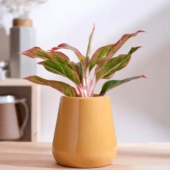 Tulip Fantasy Extra Small Ceramic Planter