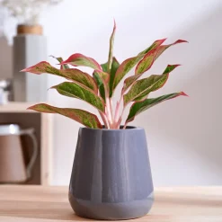 Tulip Fantasy Extra Small Ceramic Planter