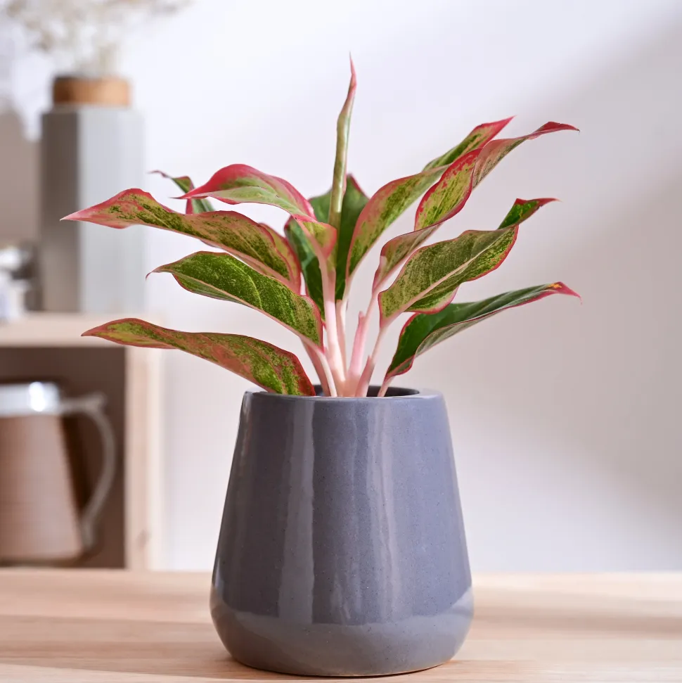 Tulip Fantasy Extra Small Ceramic Planter