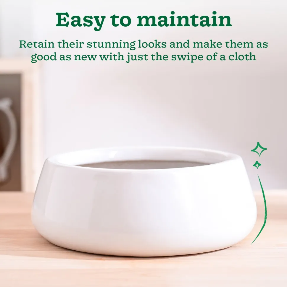 Tulip Fantasy Flat Ceramic Planter