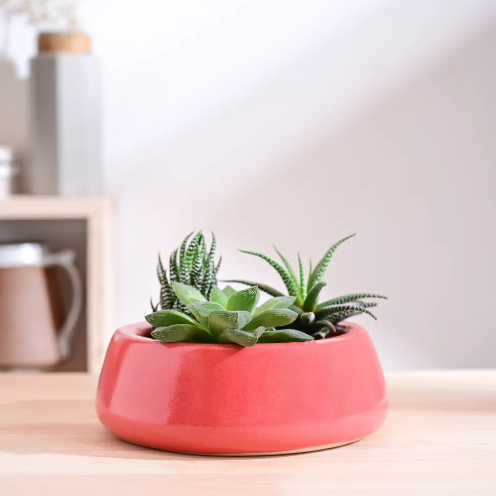 Tulip Fantasy Flat Ceramic Planter
