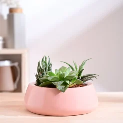 Tulip Fantasy Flat Ceramic Planter
