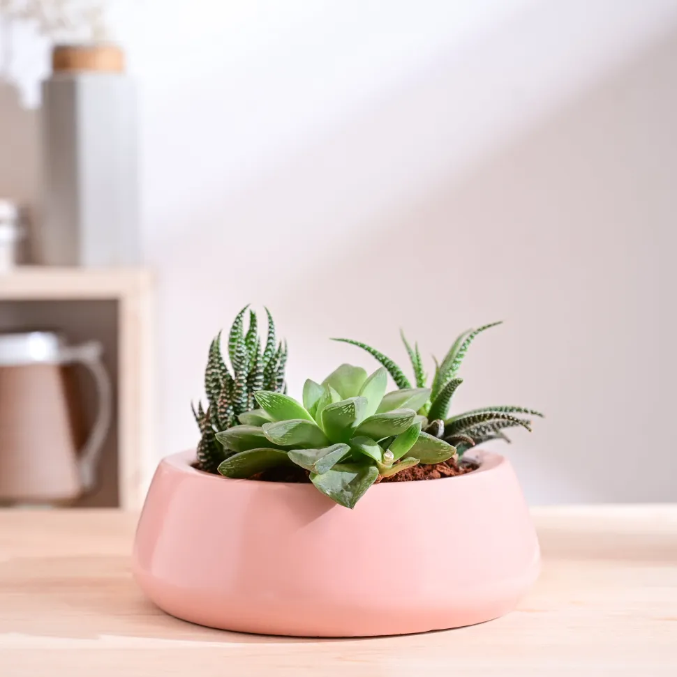 Tulip Fantasy Flat Ceramic Planter