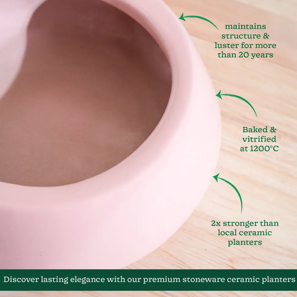 Tulip Fantasy Flat Ceramic Planter