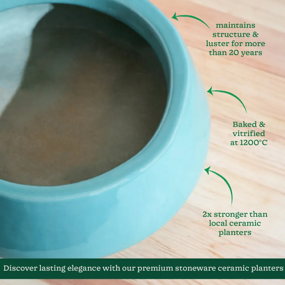 Tulip Fantasy Flat Ceramic Planter