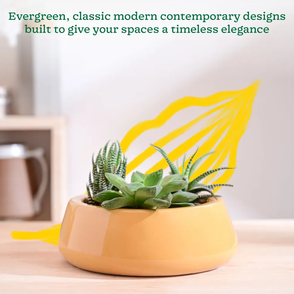 Tulip Fantasy Flat Ceramic Planter