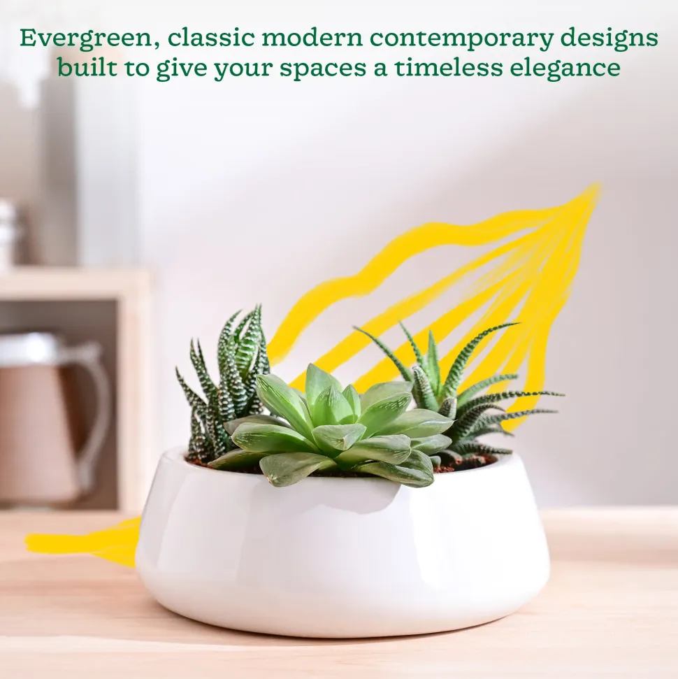 Tulip Fantasy Flat Ceramic Planter