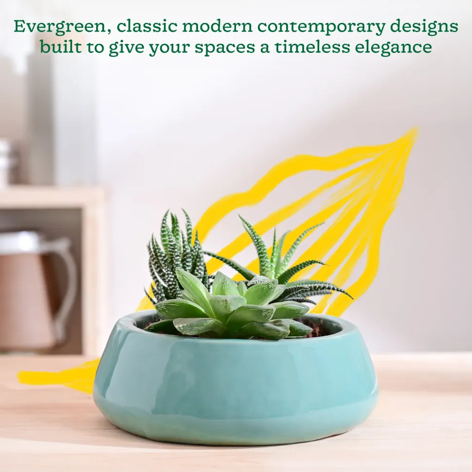 Tulip Fantasy Flat Ceramic Planter