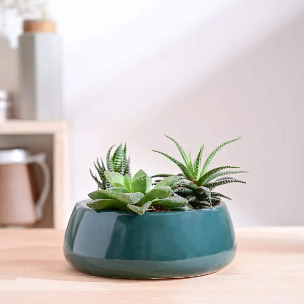 Tulip Fantasy Flat Ceramic Planter