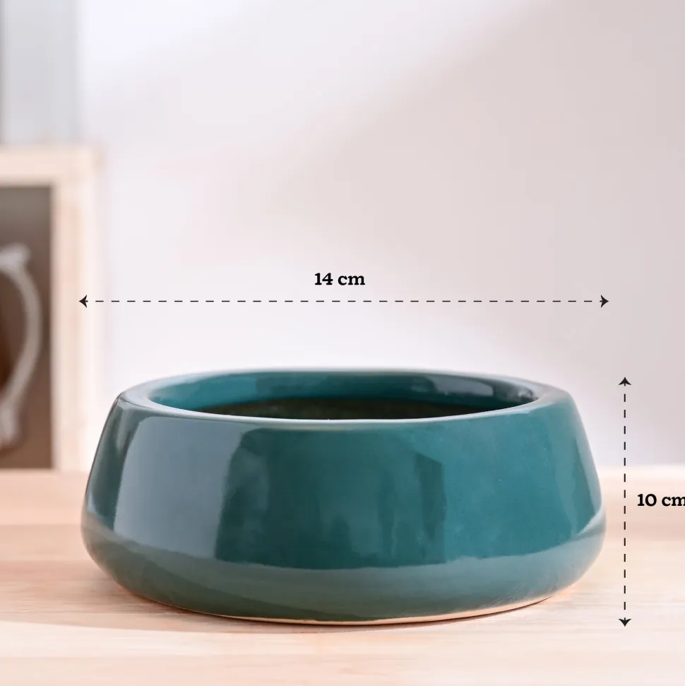 Tulip Fantasy Flat Ceramic Planter